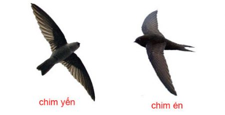 Chim yến và chim én khác nhau như thế nào?