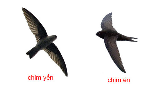 Chân chim yến và chim én có khác nhau về phát triển không?
